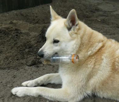 hond vindt fles